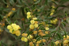 Acacia rostriformis