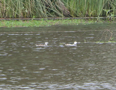 Nettapus coromandelianus