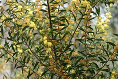 Acacia rostriformis
