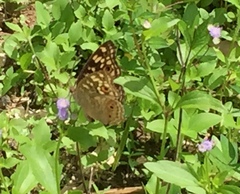 Junonia lemonias aenaria