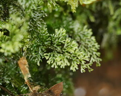 Hymenophyllum australe