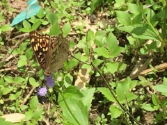 Junonia lemonias aenaria