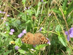 Junonia lemonias aenaria