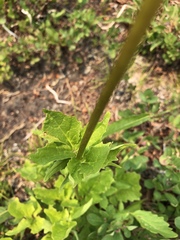 Valeriana sitchensis
