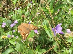 Junonia lemonias aenaria