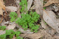 Alchemilla arvensis