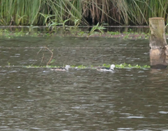 Nettapus coromandelianus