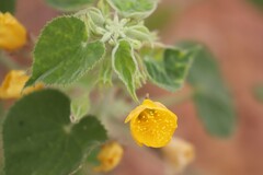 Abutilon leucopetalum