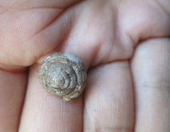 Vespericola armigera