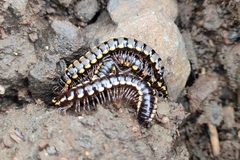 Asiomorpha coarctata