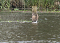 Nettapus coromandelianus