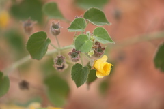 Abutilon leucopetalum