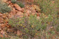 Abutilon leucopetalum