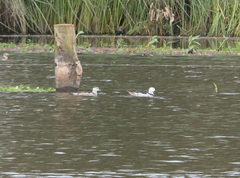 Nettapus coromandelianus