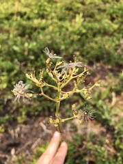 Valeriana sitchensis