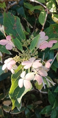 Hydrangea petiolaris
