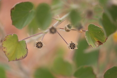 Abutilon leucopetalum