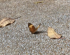 Cupha erymanthis lotis