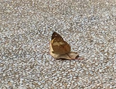 Cupha erymanthis lotis