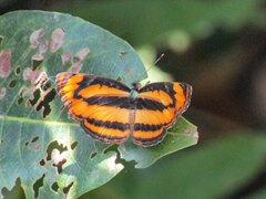 Pantoporia