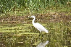 Egretta garzetta garzetta