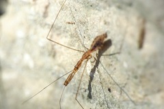 Ploiaria domestica