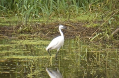 Egretta garzetta garzetta
