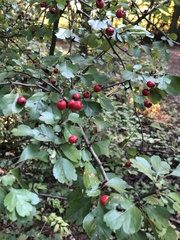 Crataegus laevigata