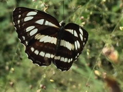 Neptis hylas papaja