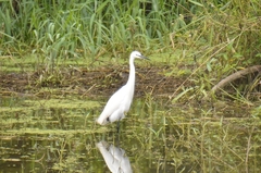 Egretta garzetta garzetta