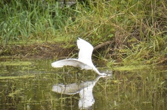 Egretta garzetta garzetta