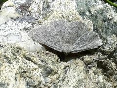 Gnophos obfuscata