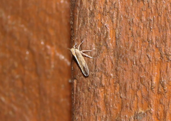 Delphacidae