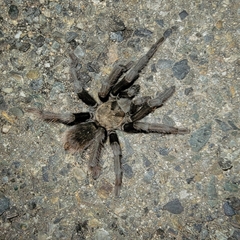 Aphonopelma johnnycashi
