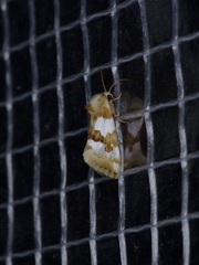 Schinia chrysellus