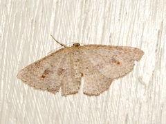 Epicyme rubropunctaria
