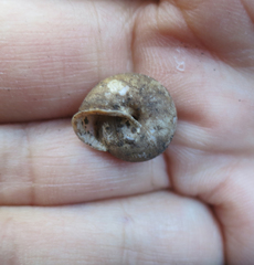 Vespericola armigera