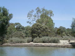 Melaleuca lanceolata