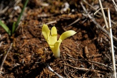 Sternbergia colchiciflora
