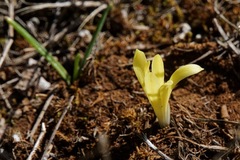 Sternbergia colchiciflora