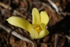 Sternbergia colchiciflora