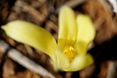Sternbergia colchiciflora