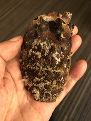 Panulirus interruptus