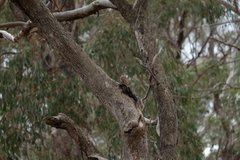 Climacteris picumnus