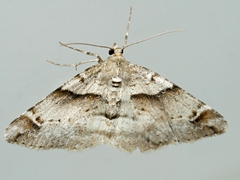 Syneora hemeropa
