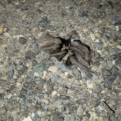 Aphonopelma johnnycashi