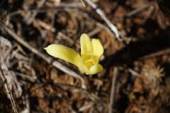 Sternbergia colchiciflora