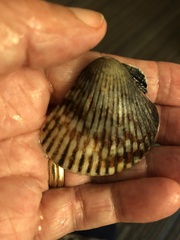 Argopecten ventricosus