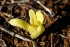 Sternbergia colchiciflora
