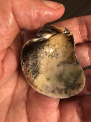 Argopecten ventricosus